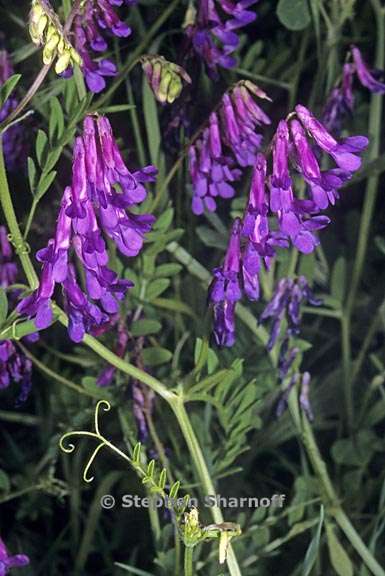 vicia villosa ssp varia 3 graphic